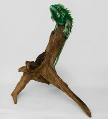 Игуана на дереве